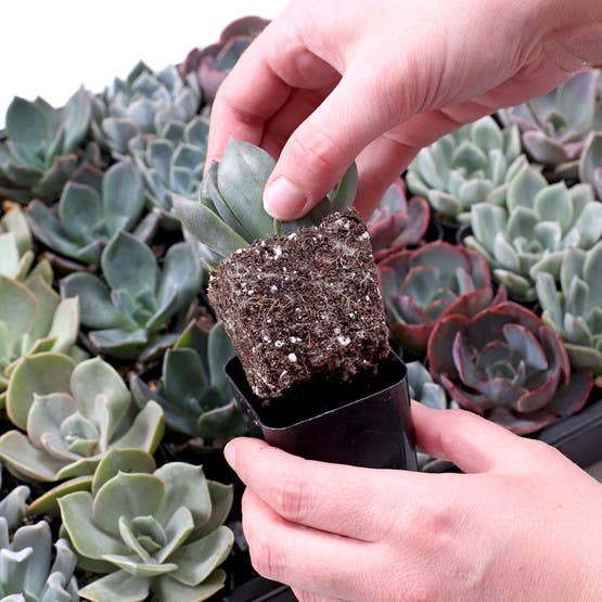 Echeveria Bulk 25-Pack (5 Varieties, 2" Pots)