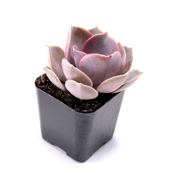 Echeveria Bulk 25-Pack (5 Varieties, 2" Pots)